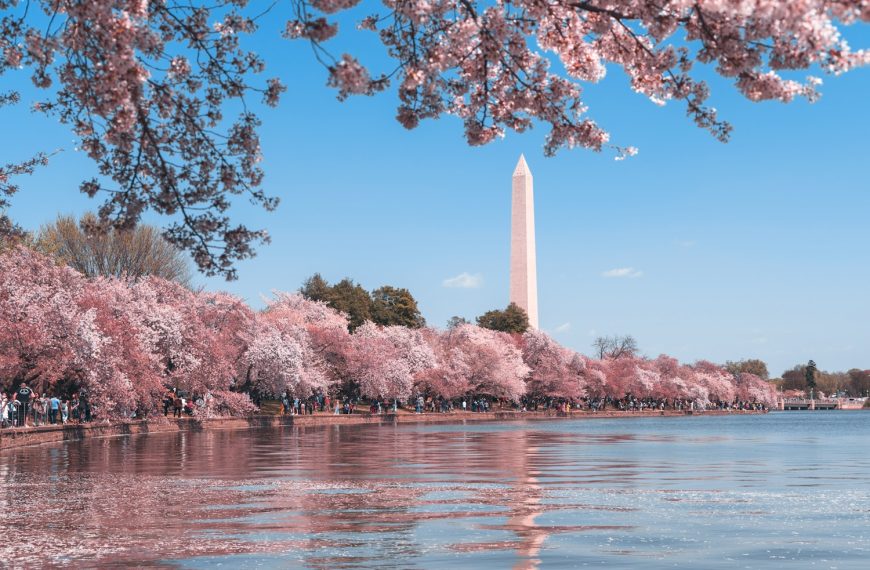 body of water near trees during daytime